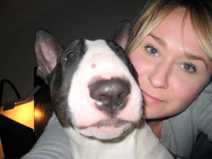 Bullterrier CIRKELINE - mig og grisen billede 1