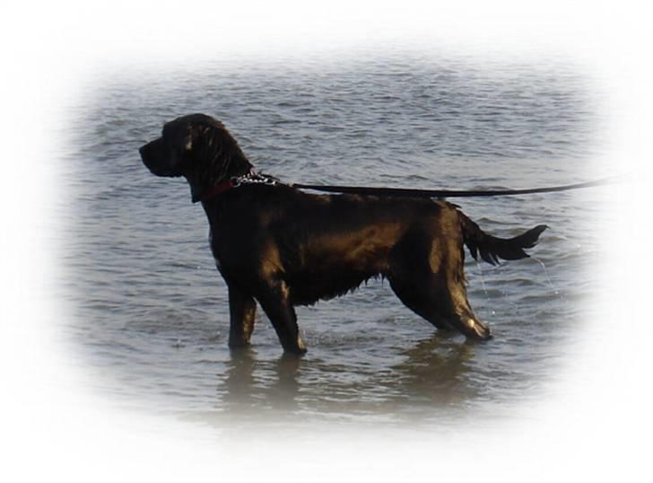 Blanding af racer Fie - Fie på Rømø...  billede 1