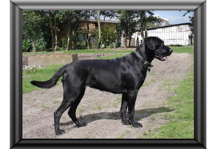 Blanding af racer Fie - Fie 22 mdr. gammel og med på marken. billede 2