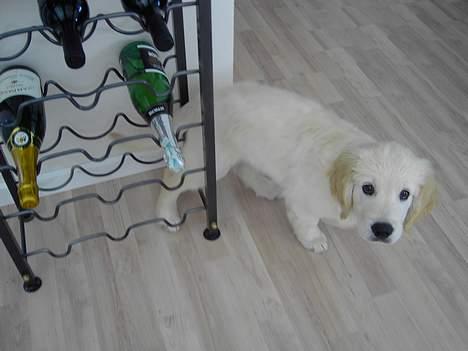 Golden retriever Balou - ja, da jeg var så lille, kunne jeg ligge inde under vinreolen, det kan jeg ikke mere :( billede 12