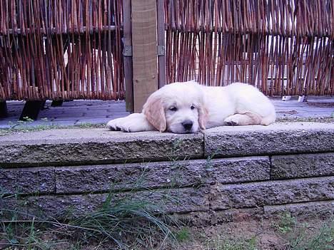 Golden retriever Balou - Jeg tager lige en slapper.. billede 13