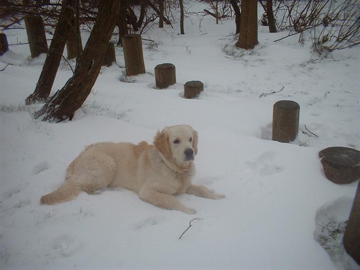 Golden retriever Balou - Min første vinter.. billede 14