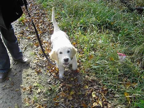 Golden retriever Balou - Går jeg ikke pænt :)  billede 15