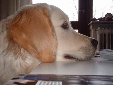 Golden retriever Balou - Sidder lige og ser lidt fjernsyn.. billede 16