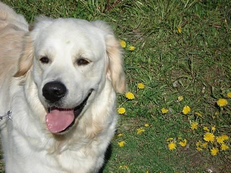 Golden retriever Balou billede 17