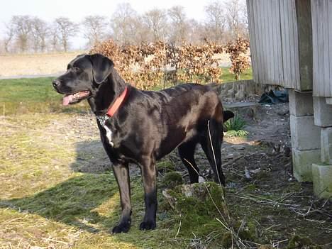 Blanding af racer Fie - Fie ville nu gerne med over på ridebanen. Knap 10 mdr. gammel billede 4