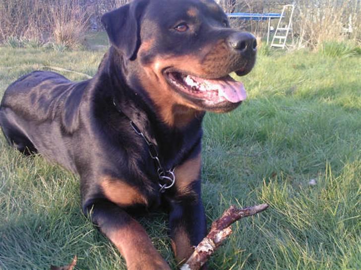 Rottweiler Troja billede 12