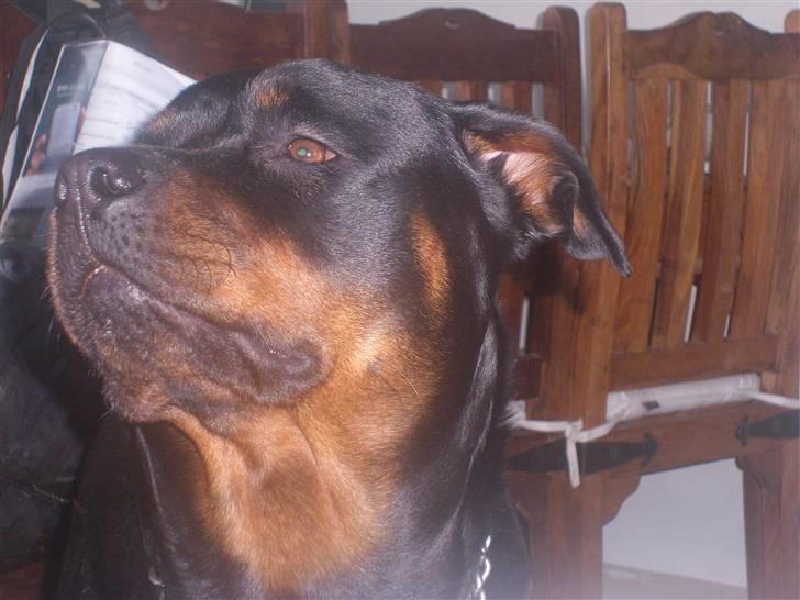 Rottweiler Troja billede 13