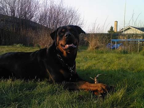Rottweiler Troja billede 14