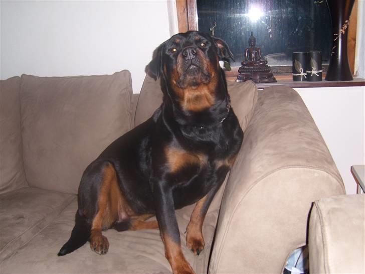 Rottweiler Troja billede 15