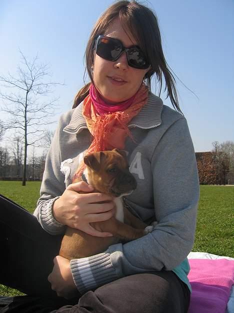 Staffordshire bull terrier ENVY billede 10