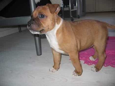 Staffordshire bull terrier ENVY billede 11