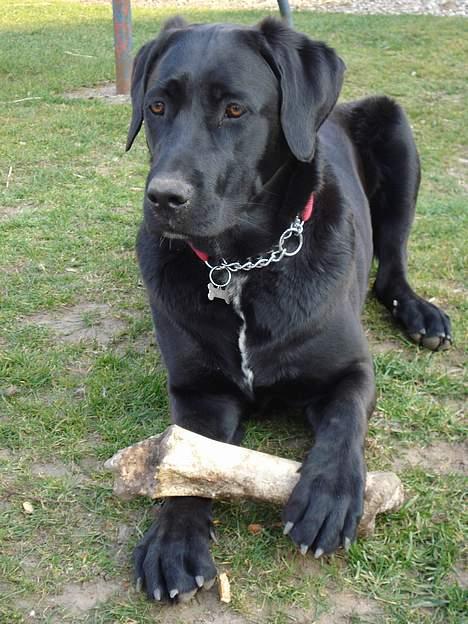 Blanding af racer Fie - Holder lige vagt her ved mit lårben 10 mdr. gammel billede 5