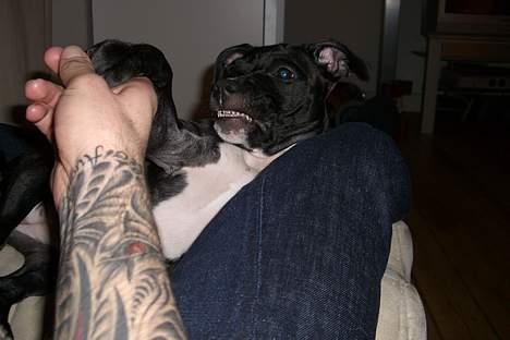 Staffordshire bull terrier Eya billede 7