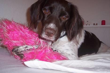 Kleiner münsterländer sofie - MIN smukke hund sofie! billede 1