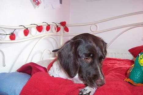 Kleiner münsterländer sofie billede 2