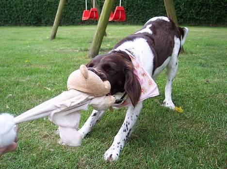 Kleiner münsterländer sofie billede 3