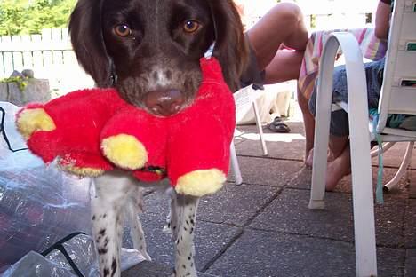 Kleiner münsterländer sofie - HUN kommer altid rundt & viser sin bamse imens hun sir som en løve! billede 4