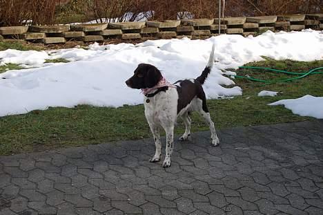 Kleiner münsterländer sofie billede 5