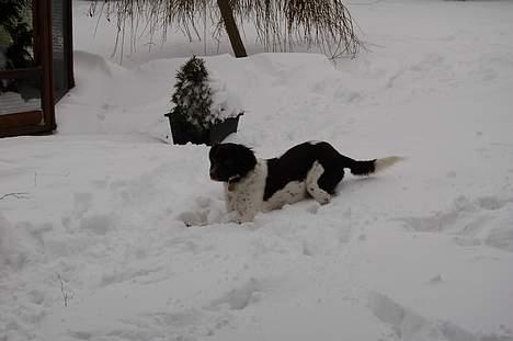 Kleiner münsterländer sofie billede 6