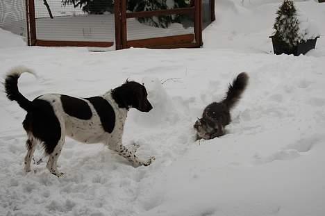 Kleiner münsterländer sofie billede 7