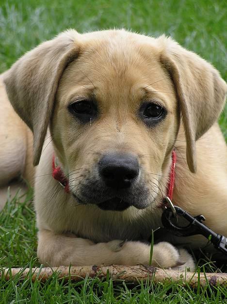 Blanding af racer Tilde billede 1