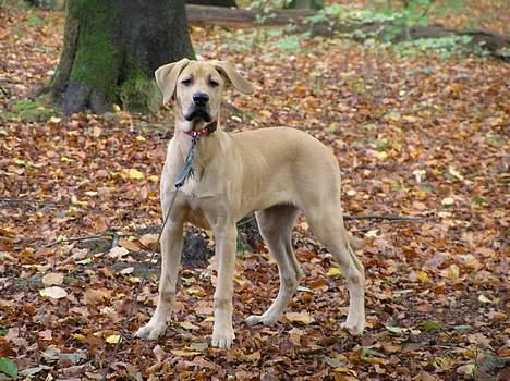 Blanding af racer Tilde - 5 mdr. gammel og ude og lege i efterårsbladene billede 3