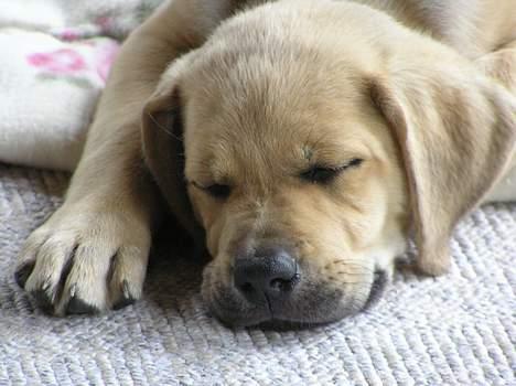 Blanding af racer Tilde - Man bliver hurtigt træt når man kun er 8 uger gammel billede 4