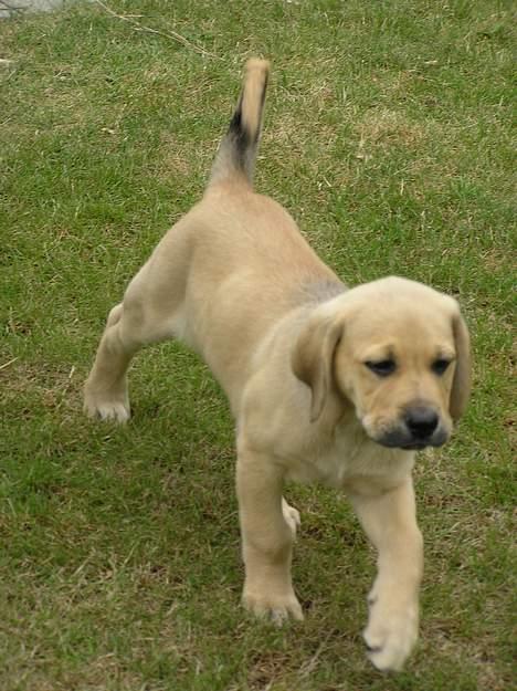 Blanding af racer Tilde - På opdagelse i min nye have  billede 5