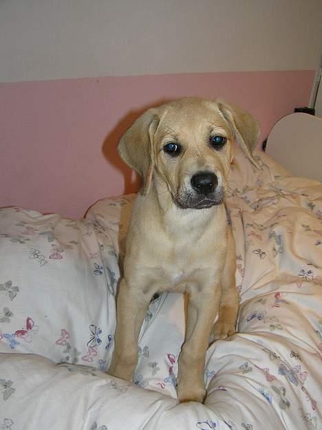 Blanding af racer Tilde - Så er jeg hoppet op i Cathrines seng - elsker at ligge i dynerne billede 6