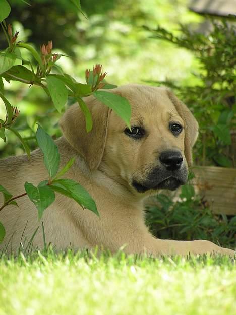 Blanding af racer Tilde billede 7