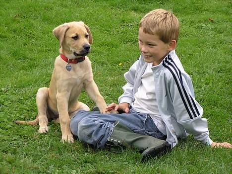 Blanding af racer Tilde billede 8