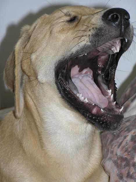 Blanding af racer Tilde - GAB..... billede 9