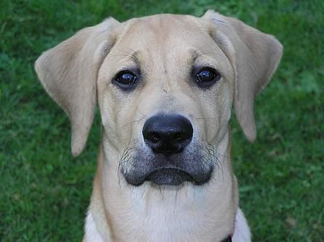 Blanding af racer Tilde - Hej med dig... billede 10