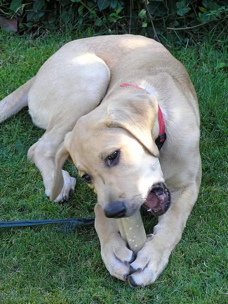 Blanding af racer Tilde - Det er altid dejligt med et kødben  <´3 billede 11