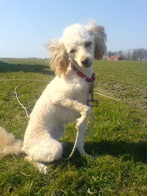 Mellempuddel Sille(solgt) billede 10