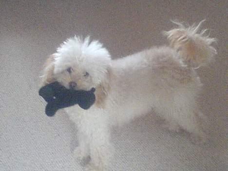 Mellempuddel Sille(solgt) billede 11