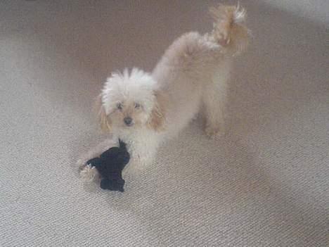 Mellempuddel Sille(solgt) billede 12