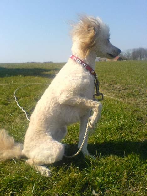 Mellempuddel Sille(solgt) billede 13