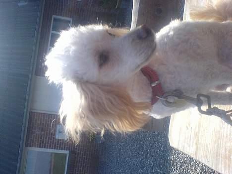 Mellempuddel Sille(solgt) billede 14