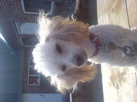 Mellempuddel Sille(solgt) billede 15