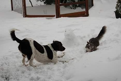Kleiner münsterländer sofie - hun elsker at lege med katten.. billede 8