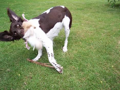 Kleiner münsterländer sofie - hun elsker at lege med hendes bamser! billede 9