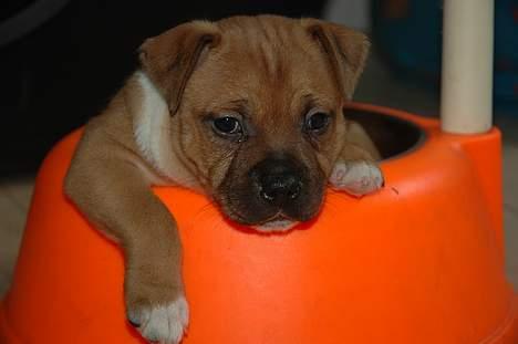 Staffordshire bull terrier ENVY billede 12