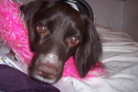 Kleiner münsterländer sofie billede 11