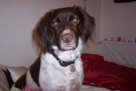 Kleiner münsterländer sofie billede 12