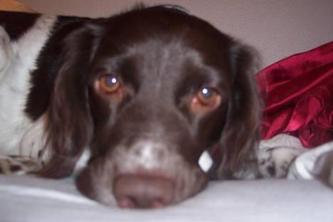 Kleiner münsterländer sofie billede 13