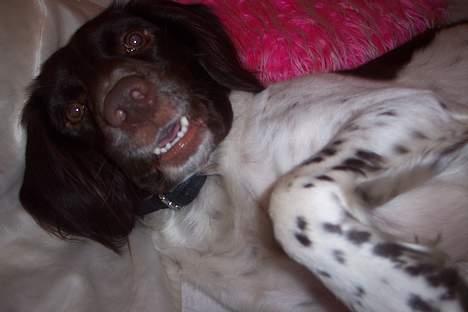 Kleiner münsterländer sofie billede 14