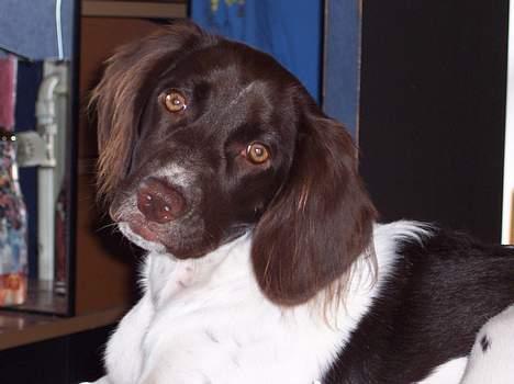 Kleiner münsterländer sofie billede 15