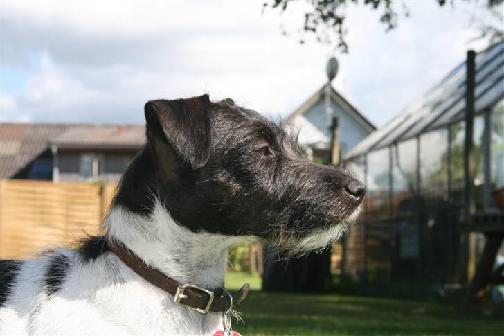 Jack russell terrier Bell - bell hygger i haven.. billede 10
